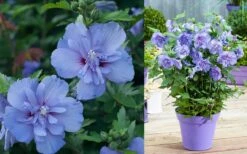 Blue Chiffon Rose Of Sharon - 1 Gallon Pot 13 Blue Chiffon Rose Of Sharon - 1 Gallon Pot -Wilson Bros Gardens Althea Blue Chiffon 1