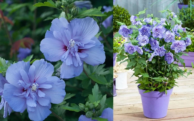 Blue Chiffon Rose Of Sharon - 5 Gallon Pot 7 Blue Chiffon Rose Of Sharon - 5 Gallon Pot - Image 7