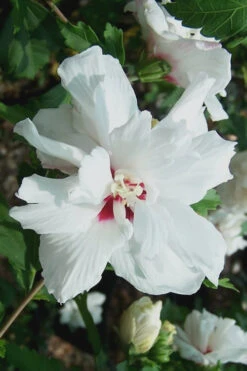 Morning Star Rose Of Sharon (Single Trunk Tree) - 7 Gallon Pot 8 Morning Star Rose Of Sharon (Single Trunk Tree) - 7 Gallon Pot -Wilson Bros Gardens Althea Morning Star Rose of Sharon 500x750 1