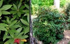 Florida Anise - Illicium Floridanum - 7 Gallon Pot 11 Florida Anise - Illicium Floridanum - 7 Gallon Pot -Wilson Bros Gardens Anise Florida 2