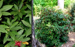 Florida Anise - Illicium Floridanum - 1 Gallon Pot 11 Florida Anise - Illicium Floridanum - 1 Gallon Pot -Wilson Bros Gardens Anise Florida 3