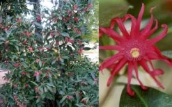 Florida Anise - Illicium Floridanum - 6 Pack Of 1 Gallon Pots 12 Florida Anise - Illicium Floridanum - 6 Pack Of 1 Gallon Pots -Wilson Bros Gardens Anise Florida 50 1