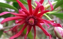 Florida Anise - Illicium Floridanum - 6 Pack Of 1 Gallon Pots 13 Florida Anise - Illicium Floridanum - 6 Pack Of 1 Gallon Pots -Wilson Bros Gardens Anise Florida Flower 50 1