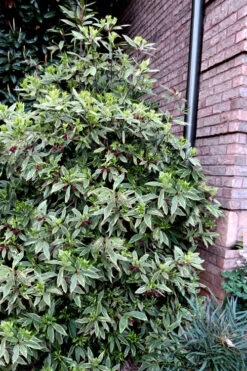 Pink Frost Florida Anise - Illicium Floridanum - 3 Gallon Pot -Wilson Bros Gardens Anise Pink Frost 12 1