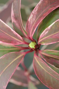 Pink Frost Florida Anise - Illicium Floridanum - 1 Gallon Pot -Wilson Bros Gardens Anise Pink Frost 14