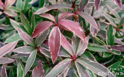 Pink Frost Florida Anise - Illicium Floridanum - 1 Gallon Pot -Wilson Bros Gardens Anise Pink Frost 16