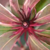 Pink Frost Florida Anise - Illicium Floridanum - 3 Gallon Pot