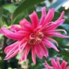 Woodland Ruby Anise (Illicium) - 1 Gallon Pot