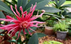 Woodland Ruby Anise (Illicium) - 1 Gallon Pot 13 Woodland Ruby Anise (Illicium) - 1 Gallon Pot -Wilson Bros Gardens Anise Woodland Ruby 3 2