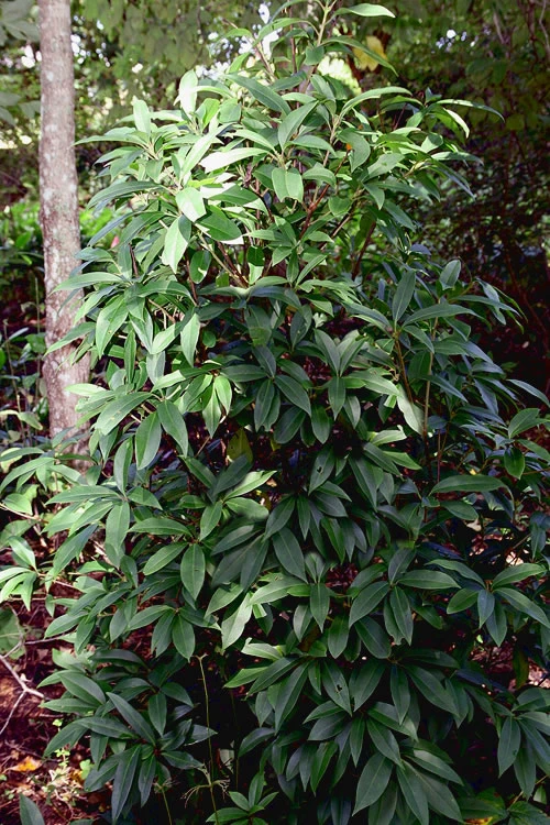 Woodland Ruby Anise (Illicium) - 7 Gallon Pot 4 Woodland Ruby Anise (Illicium) - 7 Gallon Pot - Image 4