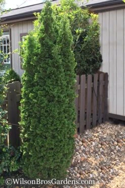 Degroots Spire Arborvitae - 3 Gallon Pot -Wilson Bros Gardens Arborvitae Degroots Spire 1 500x750 1