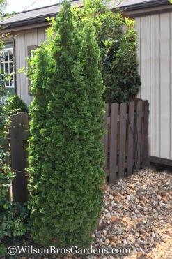 Degroots Spire Arborvitae - 5 Gallon Pot -Wilson Bros Gardens Arborvitae Degroots Spire 1 500x750 3