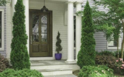 Degroots Spire Arborvitae - 1 Gallon Pot 9 Degroots Spire Arborvitae - 1 Gallon Pot -Wilson Bros Gardens Arborvitae Degroots Spire 30 1