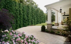 Degroots Spire Arborvitae - 1 Gallon Pot 10 Degroots Spire Arborvitae - 1 Gallon Pot -Wilson Bros Gardens Arborvitae Degroots Spire 33 1