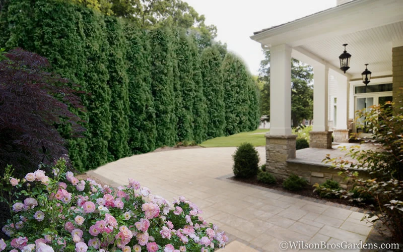 Degroots Spire Arborvitae - 1 Gallon Pot 5 Degroots Spire Arborvitae - 1 Gallon Pot - Image 5