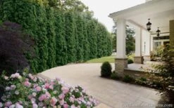 Degroots Spire Arborvitae - 3 Gallon Pot -Wilson Bros Gardens Arborvitae Degroots Spire 33