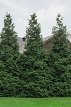 Green Giant Arborvitae - 7 Gallon Pot (3-4') -Wilson Bros Gardens Arborvitae Green Giant 500x750 1