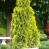Highlights Arborvitae Thuja Janed Gold - 6 Gallon Pot