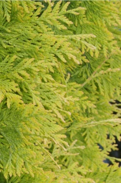 Yellow Ribbon Arborvitae (Thuja Occidentalis) - 7 Gallon Pot -Wilson Bros Gardens Arborvitae Yellow Ribbon 2