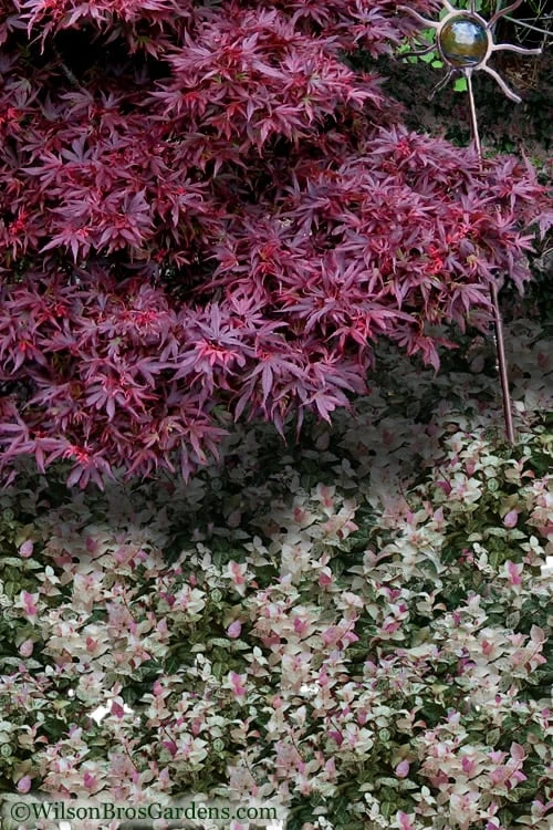 Snow N Summer Asiatic Jasmine - 15 Count Flat Of Quart Pots 1 Snow N Summer Asiatic Jasmine - 15 Count Flat Of Quart Pots