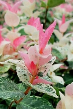 Snow N Summer Asiatic Jasmine - 15 Count Flat Of Quart Pots 11 Snow N Summer Asiatic Jasmine - 15 Count Flat Of Quart Pots -Wilson Bros Gardens Asian Jasmine Snow N Summer 16 2