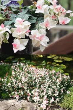 Snow N Summer Asiatic Jasmine - 15 Count Flat Of Quart Pots 10 Snow N Summer Asiatic Jasmine - 15 Count Flat Of Quart Pots -Wilson Bros Gardens Asian Jasmine Summer N Snow 2 2