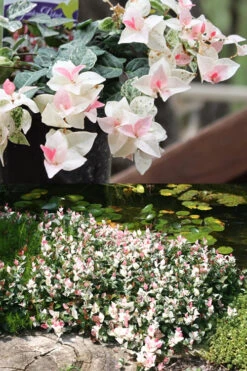 Snow N Summer Asiatic Jasmine - 1 Gallon Pot -Wilson Bros Gardens Asian Jasmine Summer N Snow 2