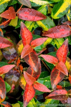 Summer Sunset Asiatic Jasmine - 6 Pack Of 1 Gallon Pots -Wilson Bros Gardens Asian jasmine Summer Sunset 1