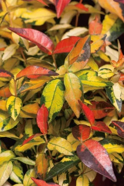 Summer Sunset Asiatic Jasmine - 1 Gallon Pot