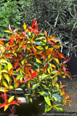 Summer Sunset Asiatic Jasmine - 6 Pack Of 1 Gallon Pots -Wilson Bros Gardens Asian jasmine Summer Sunset 6