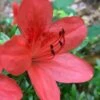 Flame Creeper Dwarf Spreading Azalea - 1 Gallon Pot