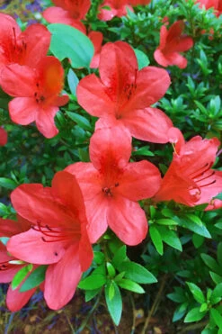 Flame Creeper Dwarf Spreading Azalea - 3 Gallon Pot 7 Flame Creeper Dwarf Spreading Azalea - 3 Gallon Pot -Wilson Bros Gardens Azalea Flame Creeper 11