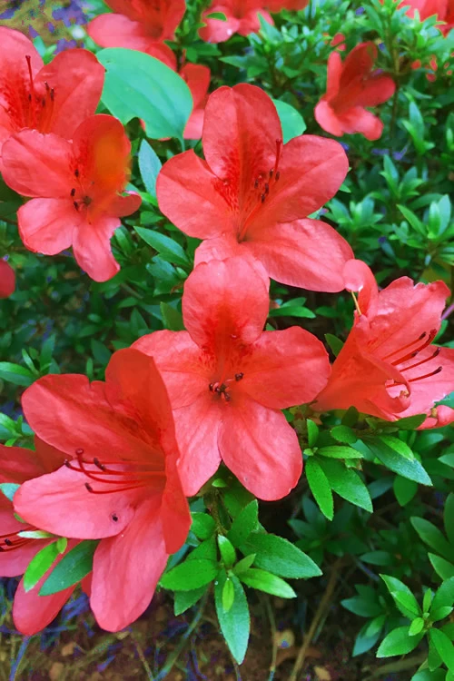Flame Creeper Dwarf Spreading Azalea - 3 Gallon Pot 4 Flame Creeper Dwarf Spreading Azalea - 3 Gallon Pot - Image 4
