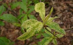 Dons Variegated Native Azalea - Rhododendron - 1 Gallon Pot -Wilson Bros Gardens Azalea Native Dons Variegated 3