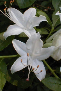 Texas Azalea (Rhododendron Oblongifolium) - 1 Gallon Pot 9 Texas Azalea (Rhododendron Oblongifolium) - 1 Gallon Pot -Wilson Bros Gardens Azalea Texas Rhododendron Oblongfolium 1