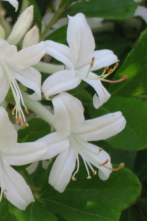 Texas Azalea (Rhododendron Oblongifolium) - 1 Gallon Pot 1 Texas Azalea (Rhododendron Oblongifolium) - 1 Gallon Pot