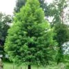 Bald Cypress - Taxodium Distichum - 5 Gallon Pot