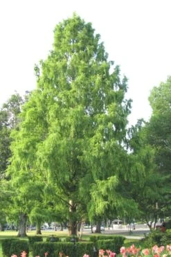 Bald Cypress - Taxodium Distichum - 5 Gallon Pot 15 Bald Cypress - Taxodium Distichum - 5 Gallon Pot -Wilson Bros Gardens Bald Cypress 3