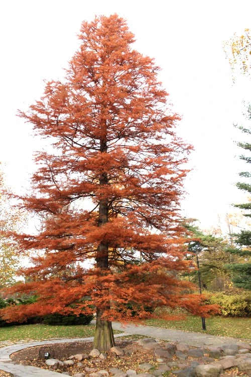 Bald Cypress - Taxodium Distichum - 5 Gallon Pot 9 Bald Cypress - Taxodium Distichum - 5 Gallon Pot - Image 9