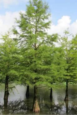 Bald Cypress Tree (Taxodium Distichum) - 3 Pack Of 1.5 Quart Pots 14 Bald Cypress Tree (Taxodium Distichum) - 3 Pack Of 1.5 Quart Pots -Wilson Bros Gardens Bald Cypress 5 1