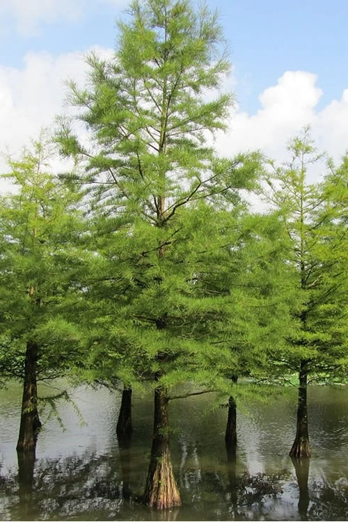 Bald Cypress Tree (Taxodium Distichum) - 3 Pack Of 1.5 Quart Pots 6 Bald Cypress Tree (Taxodium Distichum) - 3 Pack Of 1.5 Quart Pots - Image 6