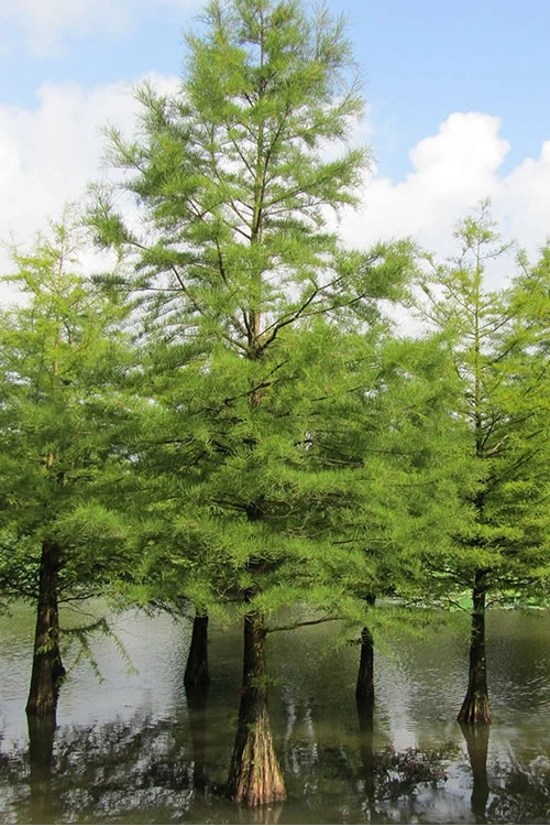 Bald Cypress - Taxodium Distichum - 3 Gallon Pot (5-6') 6 Bald Cypress - Taxodium Distichum - 3 Gallon Pot (5-6') - Image 6
