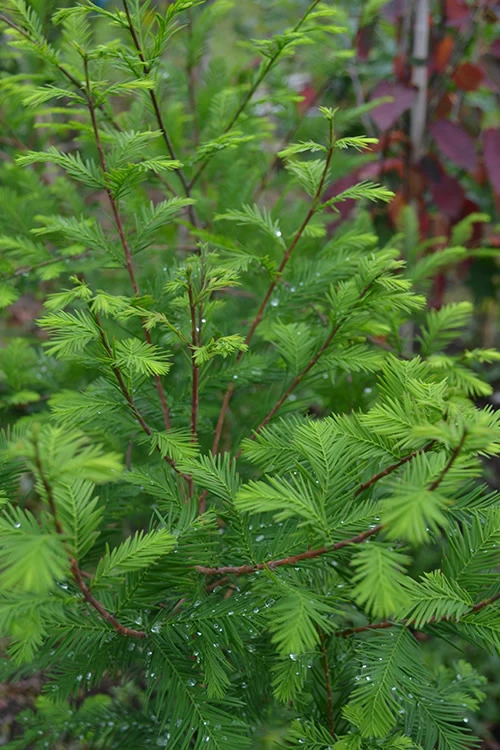 Bald Cypress - Taxodium Distichum - 3 Gallon Pot (5-6') 3 Bald Cypress - Taxodium Distichum - 3 Gallon Pot (5-6') - Image 3