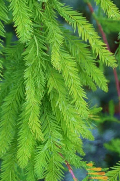 Bald Cypress - Taxodium Distichum - 5 Gallon Pot (5-6') -Wilson Bros Gardens Bald Cypress 9 2