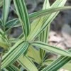 Albostriata Variegated Bamboo (Sam Bamboo) - Sasaella Masamuneana Albostriata - 1 Gallon Pot