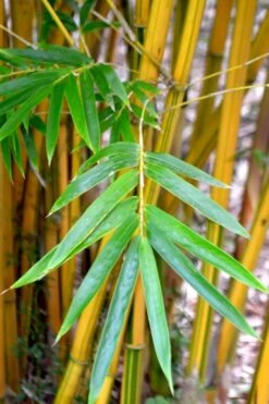 Alphonse Karr Golden Bamboo (Bambusa Multiplex) - 2 Gallon Pot 14 Alphonse Karr Golden Bamboo (Bambusa Multiplex) - 2 Gallon Pot -Wilson Bros Gardens Bamboo Alphonse Karr 5