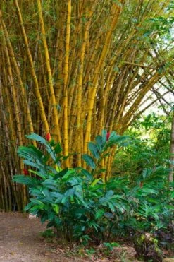 Alphonse Karr Golden Bamboo (Bambusa Multiplex) - 2 Gallon Pot 17 Alphonse Karr Golden Bamboo (Bambusa Multiplex) - 2 Gallon Pot -Wilson Bros Gardens Bamboo Alphonse Karr 6