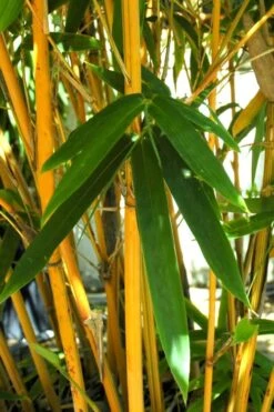 Alphonse Karr Golden Bamboo (Bambusa Multiplex) - 2 Gallon Pot 12 Alphonse Karr Golden Bamboo (Bambusa Multiplex) - 2 Gallon Pot -Wilson Bros Gardens Bamboo Alphonse Karr 7