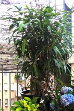 Arrow Bamboo (Pseudosasa Japonica) - 3 Gallon Pot (2-4') -Wilson Bros Gardens Bamboo Arrow 3