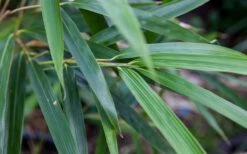 Arrow Bamboo (Pseudosasa Japonica) - 3 Gallon Pot (2-4') -Wilson Bros Gardens Bamboo Arrow 4